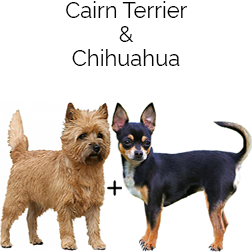 Cairn-Chi Dog